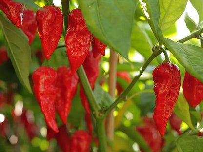 Naga Morich Pepper Seeds: Not for the Faint-Hearted