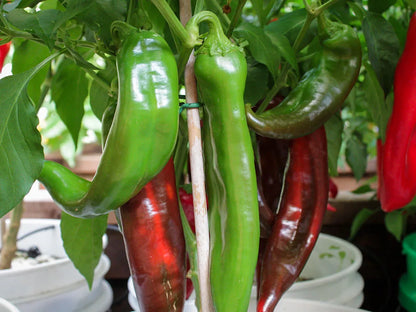 Big Jim Pepper Seeds: Mild Heat with Big Flavor, and Big Size