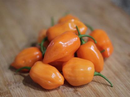 Orange Habanero Pepper Seeds:  Heat Meets Flavor