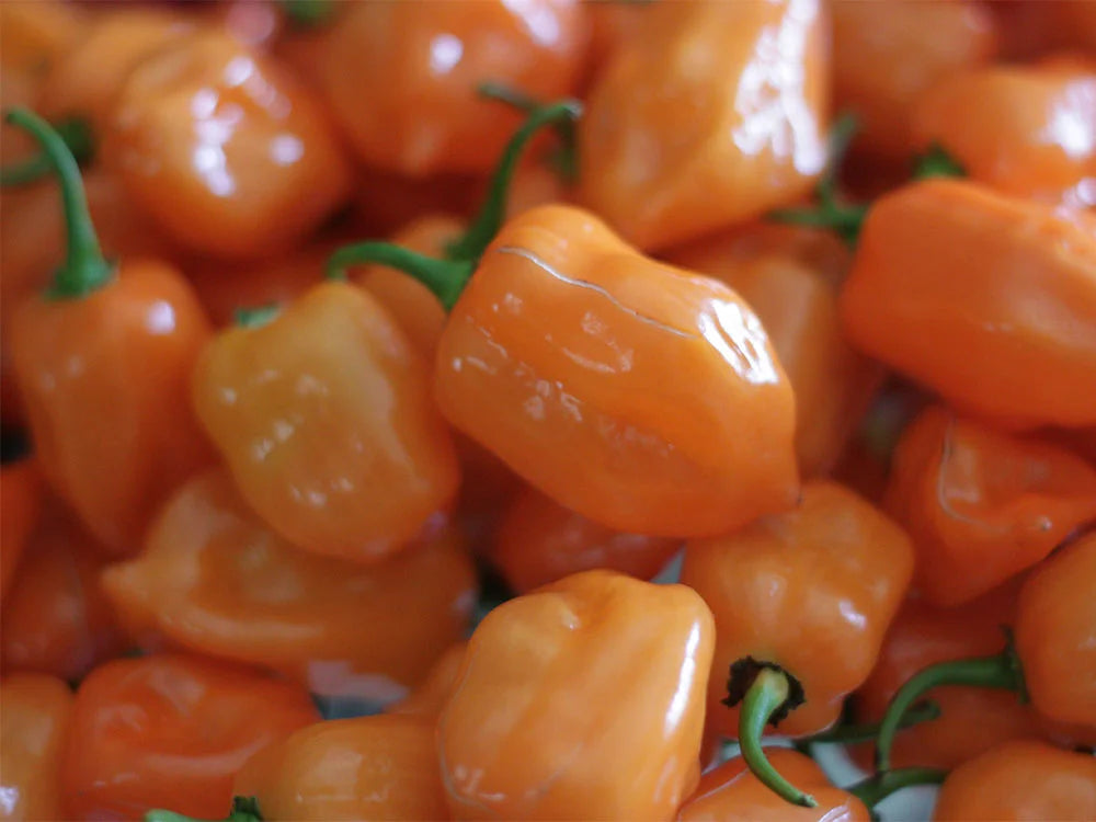 Orange Habanero Pepper Seeds:  Heat Meets Flavor