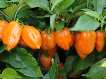 Orange Habanero Pepper Seeds:  Heat Meets Flavor