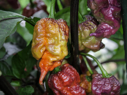 Orion Pepper Seeds: A Vibrant Italian Cross for Heat Seekers