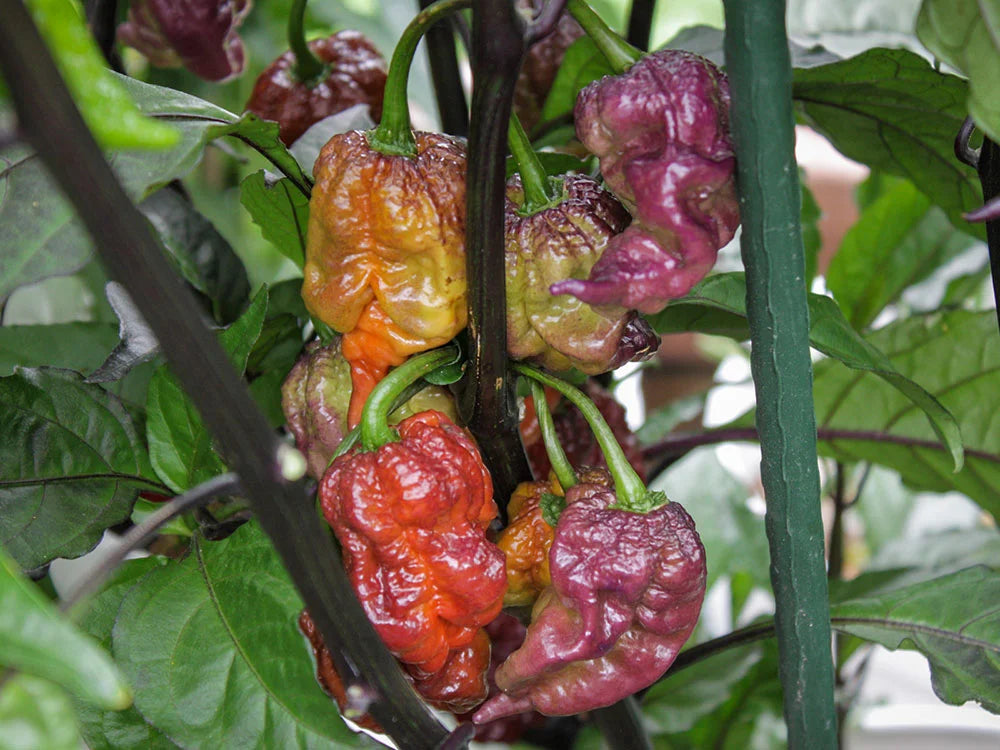 Orion Pepper Seeds: A Vibrant Italian Cross for Heat Seekers