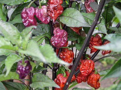 Orion Pepper Seeds: A Vibrant Italian Cross for Heat Seekers