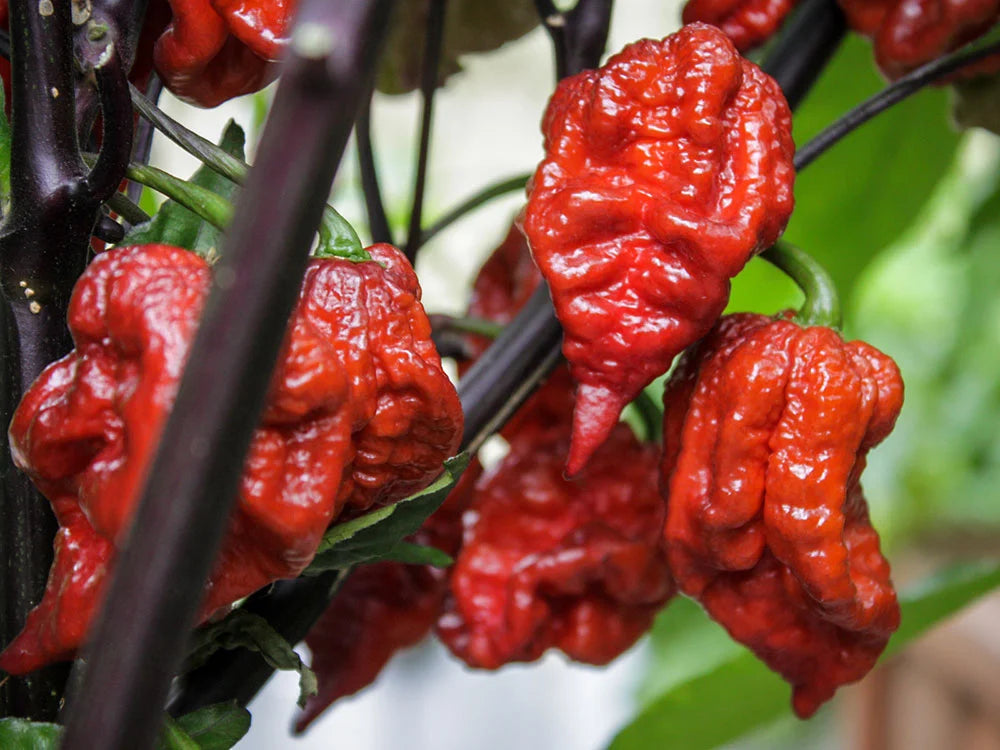 Orion Pepper Seeds: A Vibrant Italian Cross for Heat Seekers