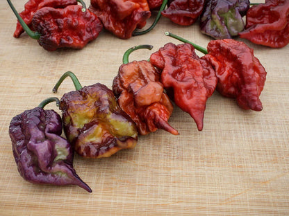 Orion Pepper Seeds: A Vibrant Italian Cross for Heat Seekers