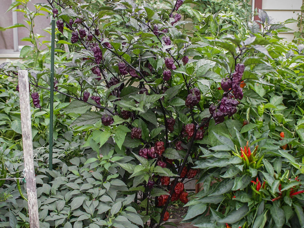 Orion Pepper Seeds: A Vibrant Italian Cross for Heat Seekers