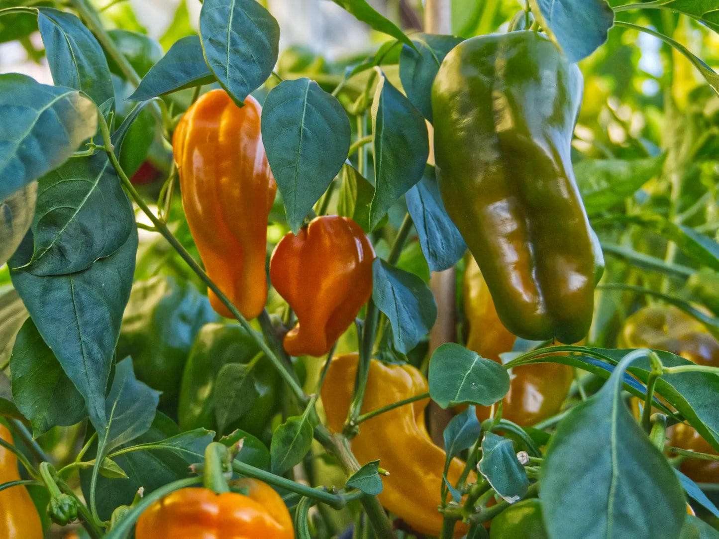 Petit Marseillais Pepper Seeds: A Taste of the French Sun