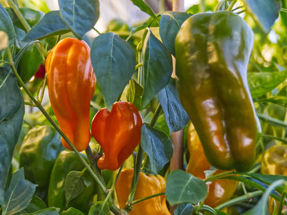 Petit Marseillais Pepper Seeds: A Taste of the French Sun