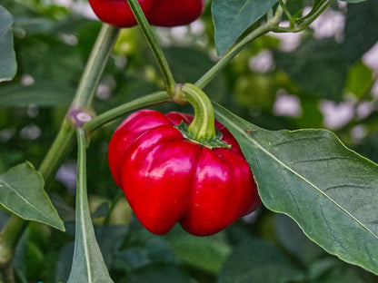 Ralph Thompson's Squash Pepper Seeds: The Heirloom UFO
