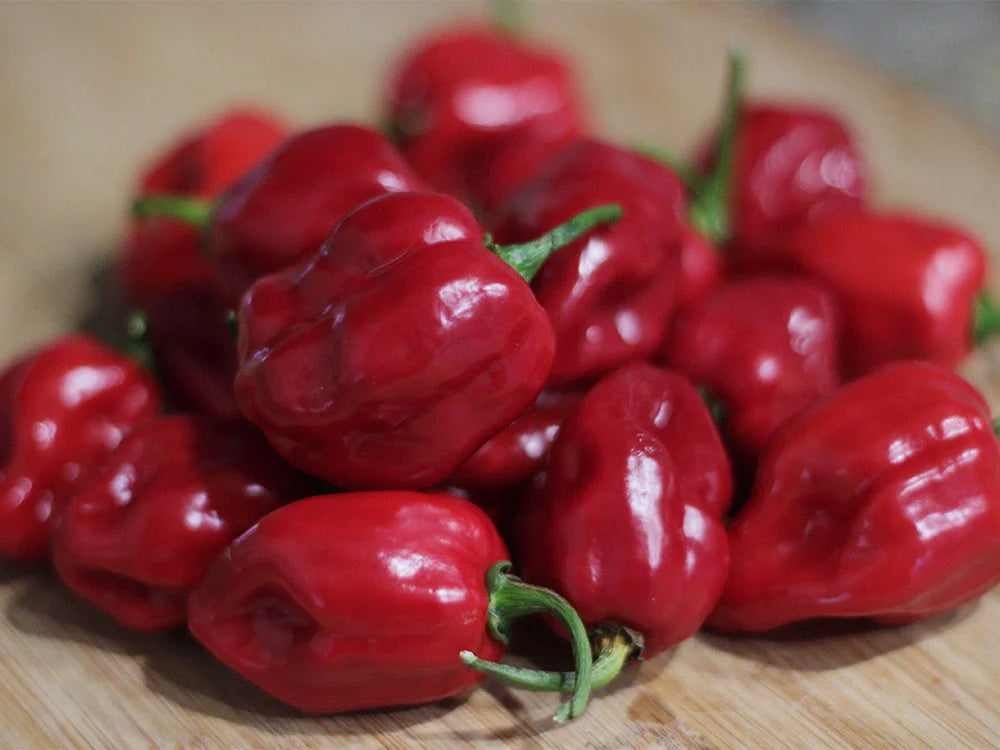 Red Habanero Pepper Seeds: Grow the Heat You Seek