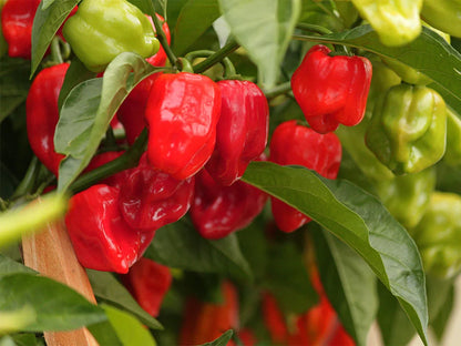 Red Habanero Pepper Seeds: Grow the Heat You Seek