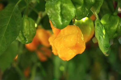 Scotch Bonnet Pepper Seeds: Caribbean Heat at Home