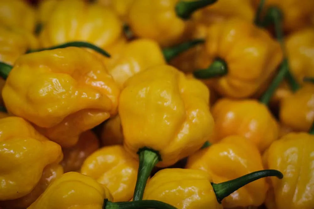 Scotch Bonnet Pepper Seeds: Caribbean Heat at Home