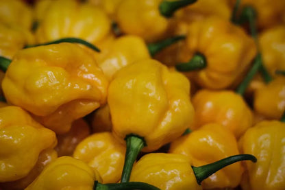 Scotch Bonnet Pepper Seeds: Caribbean Heat at Home