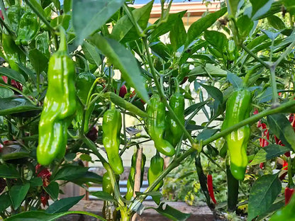 Shishito Pepper Seeds: Unleash Delightful Culinary Versatility