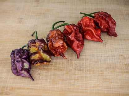 Orion Pepper Seeds: A Vibrant Italian Cross for Heat Seekers