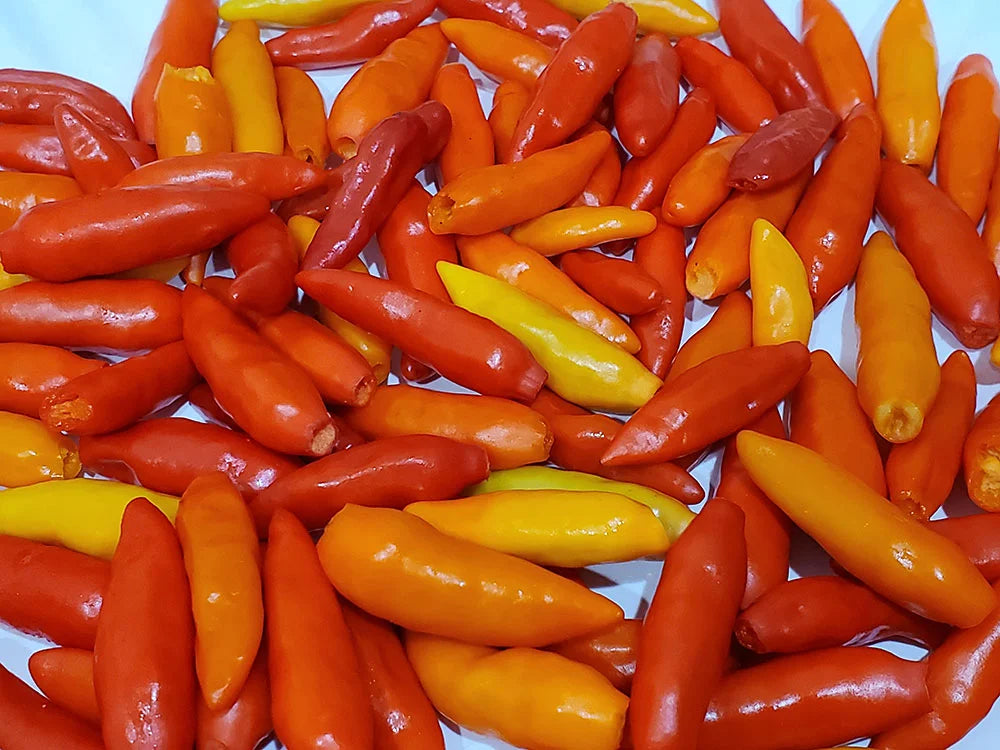 Tabasco Pepper Seeds: Perfect for Hot Sauce Lovers