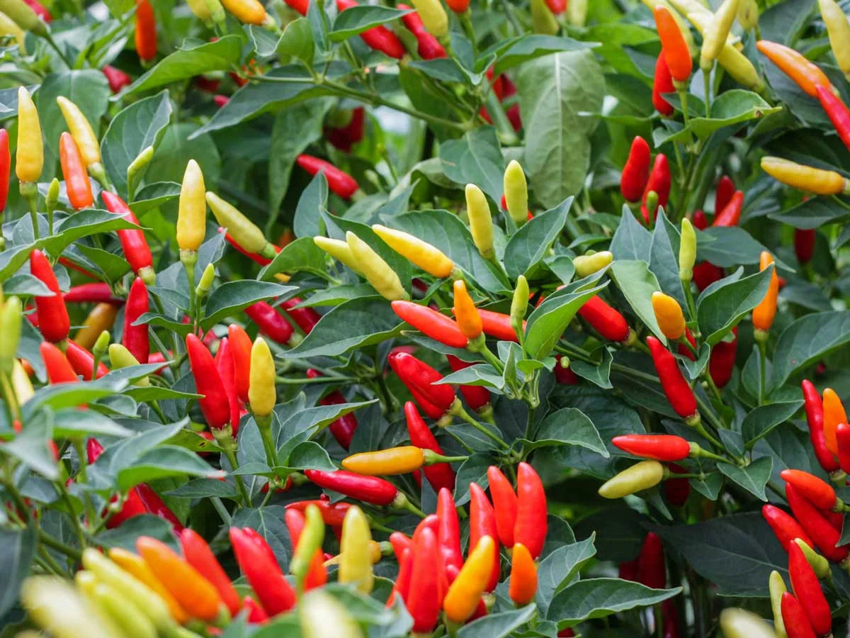 Tabasco Pepper Seeds: Perfect for Hot Sauce Lovers