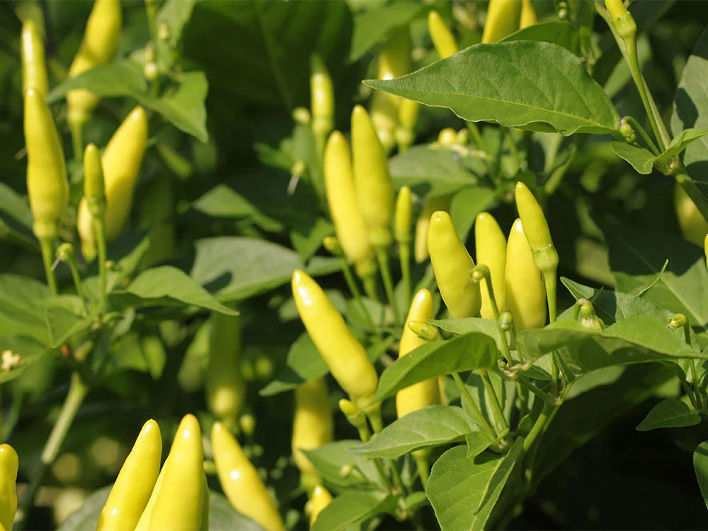 Tabasco Pepper Seeds: Perfect for Hot Sauce Lovers