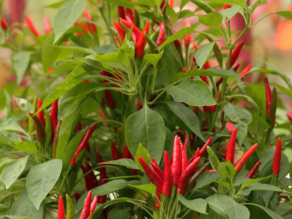 Thai Dragon Pepper Seeds: Unleash Authentic Heat