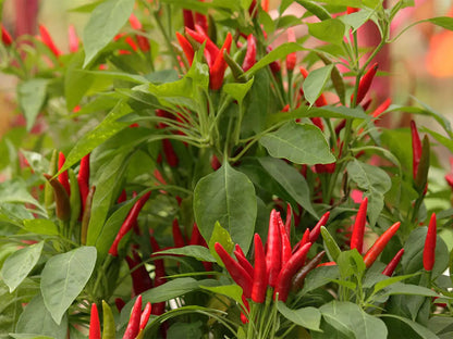 Thai Dragon Pepper Seeds: Unleash Authentic Heat