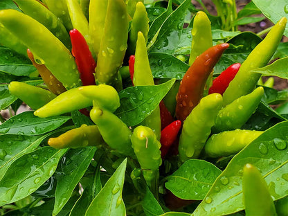 Thai Dragon Pepper Seeds: Unleash Authentic Heat