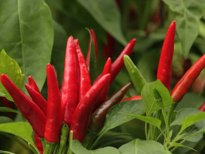 Thai Dragon Pepper Seeds: Unleash Authentic Heat