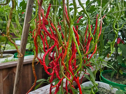 Thunder Mountain Longhorn Pepper Seeds: Grow Spicy Drama