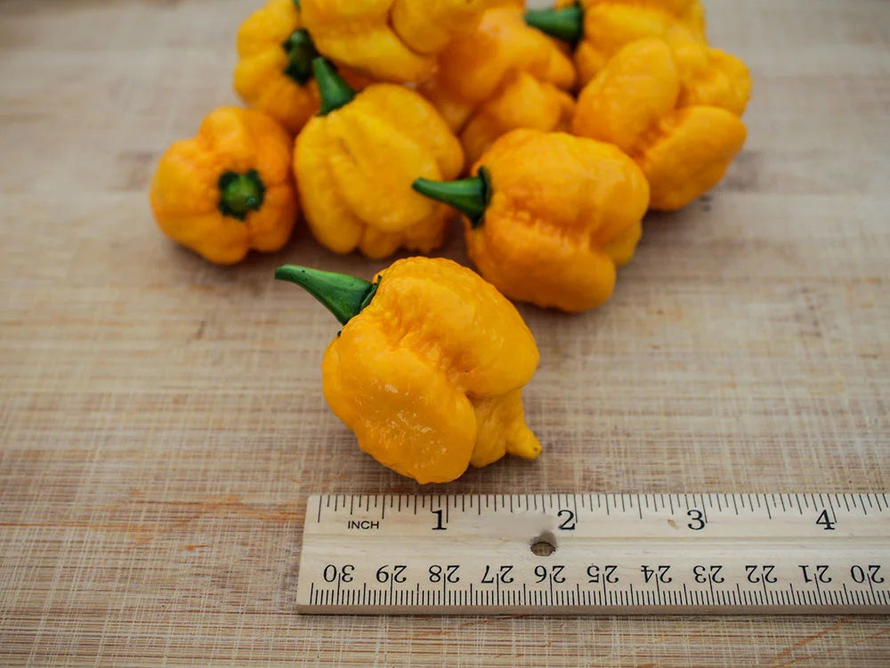 Yellow Moruga Scorpion Pepper Seeds: The Fiery Fruit of Trinidad