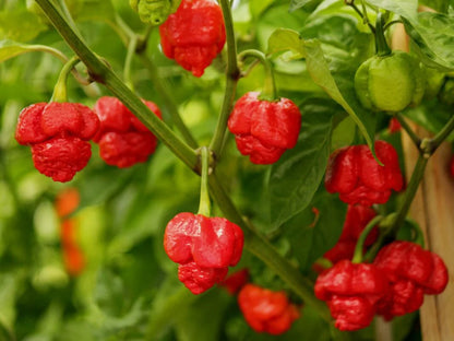 Trinidad Moruga Scorpion Pepper Seeds for Extreme Heat Lovers