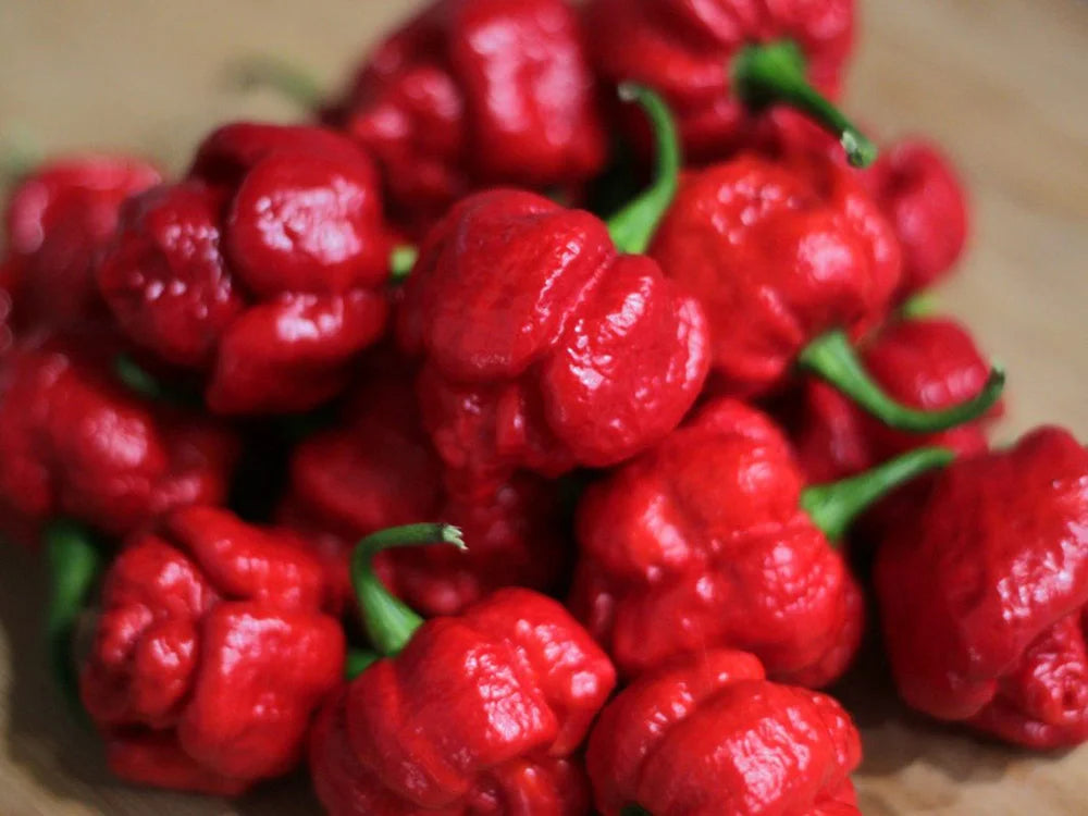 Trinidad Moruga Scorpion Pepper Seeds for Extreme Heat Lovers