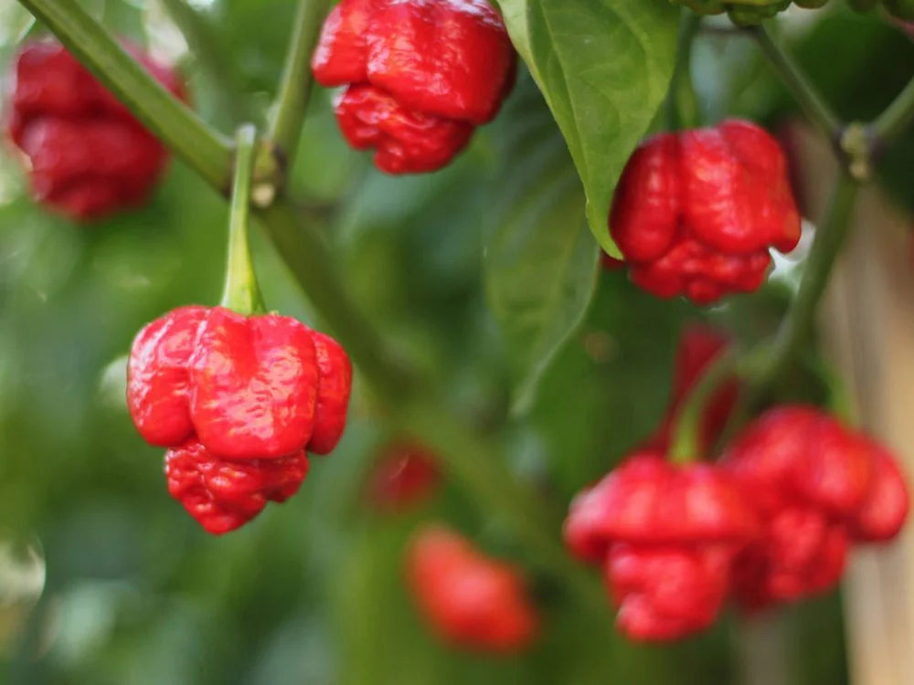 Trinidad Moruga Scorpion Pepper Seeds for Extreme Heat Lovers