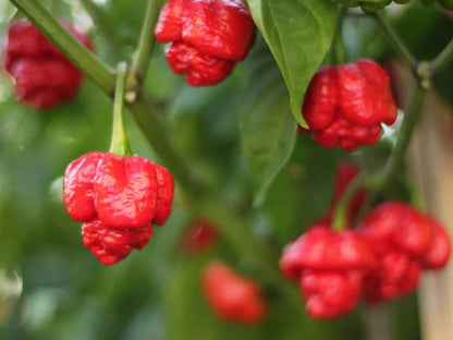 Trinidad Moruga Scorpion Pepper Seeds for Extreme Heat Lovers