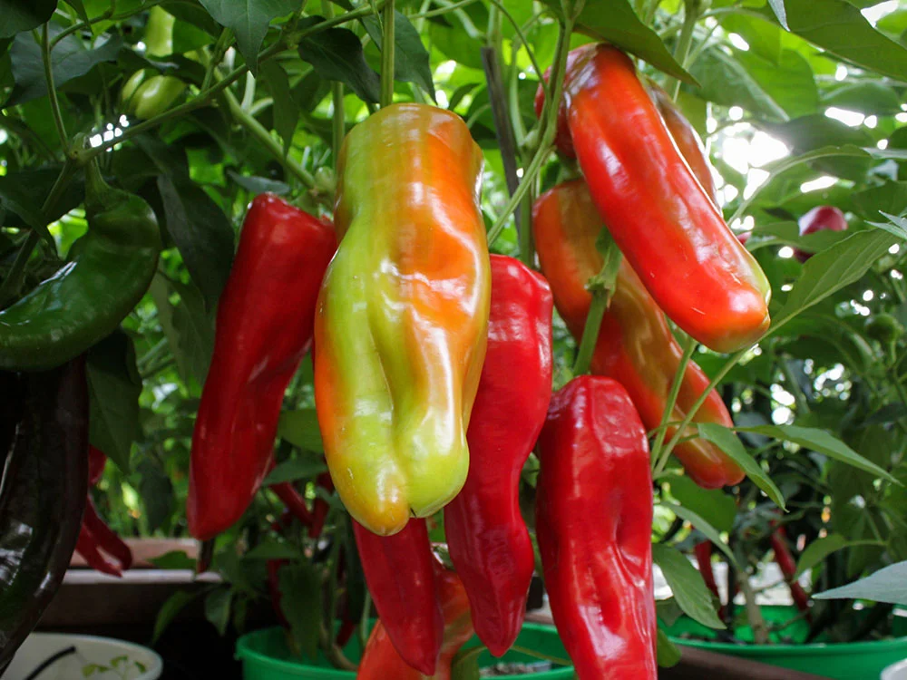 Aconcagua Peppers- Sweet Giants of the Garden