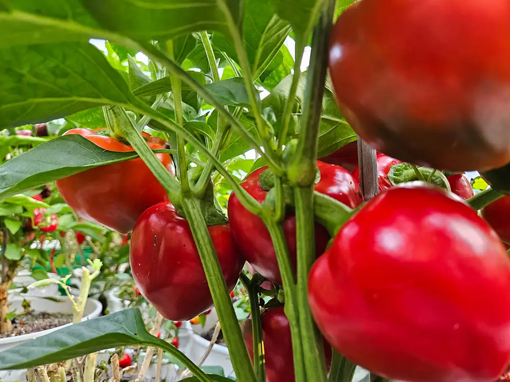 Pimento L Pepper Profile: The Sweet Heart of the Garden