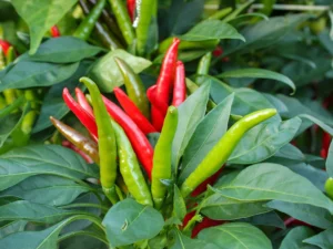 Santaka Chili Spotlight: The Fiery Japanese Pepper Your Garden Needs