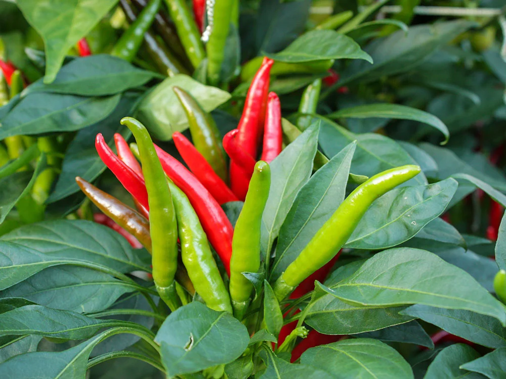 Santaka Chili Spotlight: The Fiery Japanese Pepper Your Garden Needs
