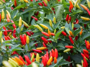 Tabasco Pepper Spotlight: More Than Just Hot Sauce