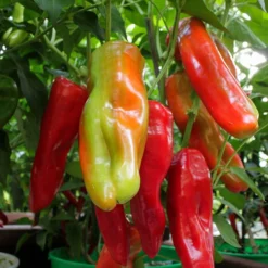 Aconcagua Pepper Seeds