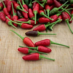 african-birds-eye-pepper-seeds-piri-piri