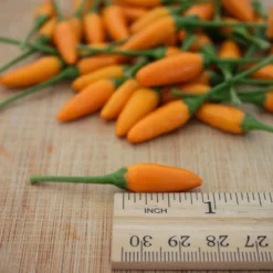 african-yellow-pequin-chili-pepper-seeds