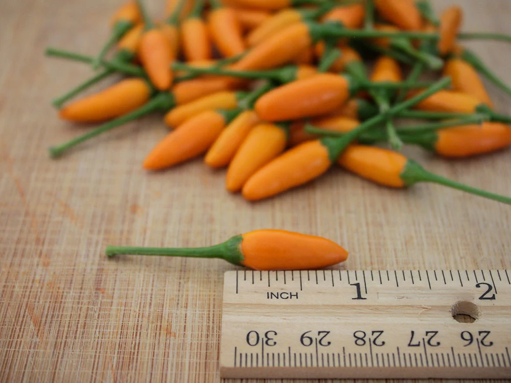 african-yellow-pequin-chili-pepper-seeds