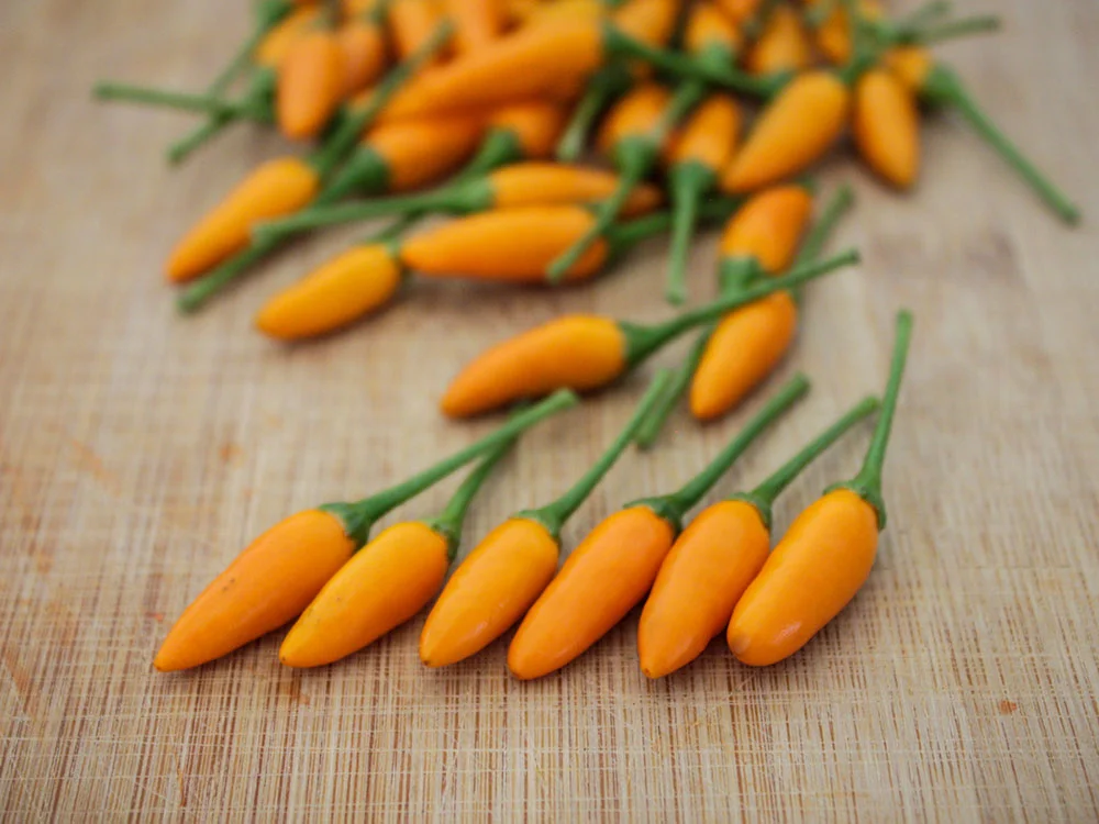 african-yellow-pequin-pepper-seeds