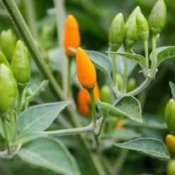african-yellow-pequin-peppers-growing
