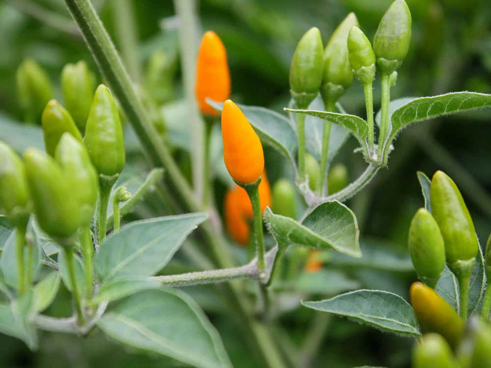 african-yellow-pequin-peppers-growing