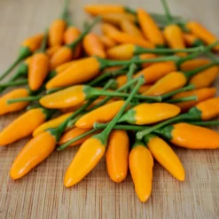 african-yellow-pequin-seeds