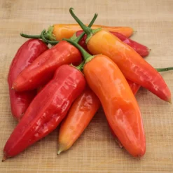 aji-amarillo-pepper-seeds