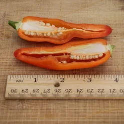 aji-amarillo-pepper-seeds-split