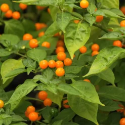 aji-charapita-pepper-plant-growing